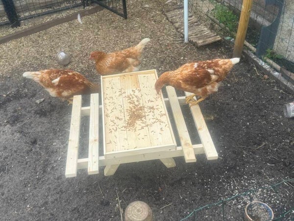 Kippenpicknick tafel