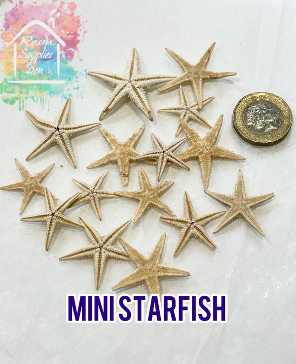 Natural Mini starfish (Sea Stars)