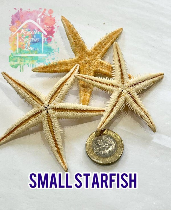 Natural Small starfish