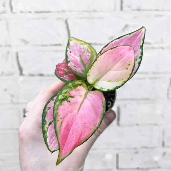 Aglaonema 'Red Zirkon'