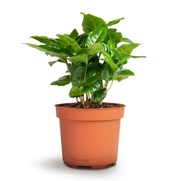 Coffea Arabica