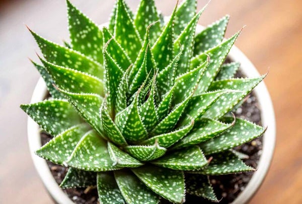 Aloe Aristata