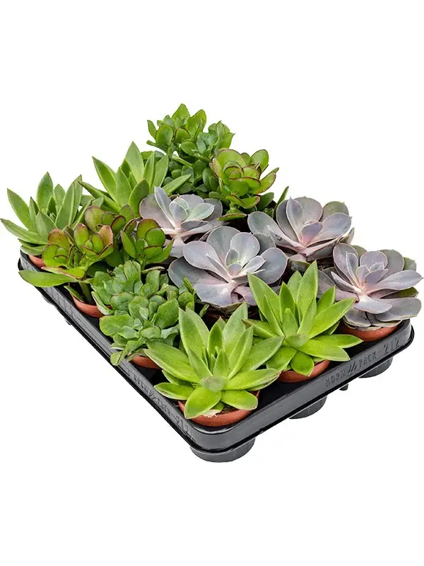 succulent single