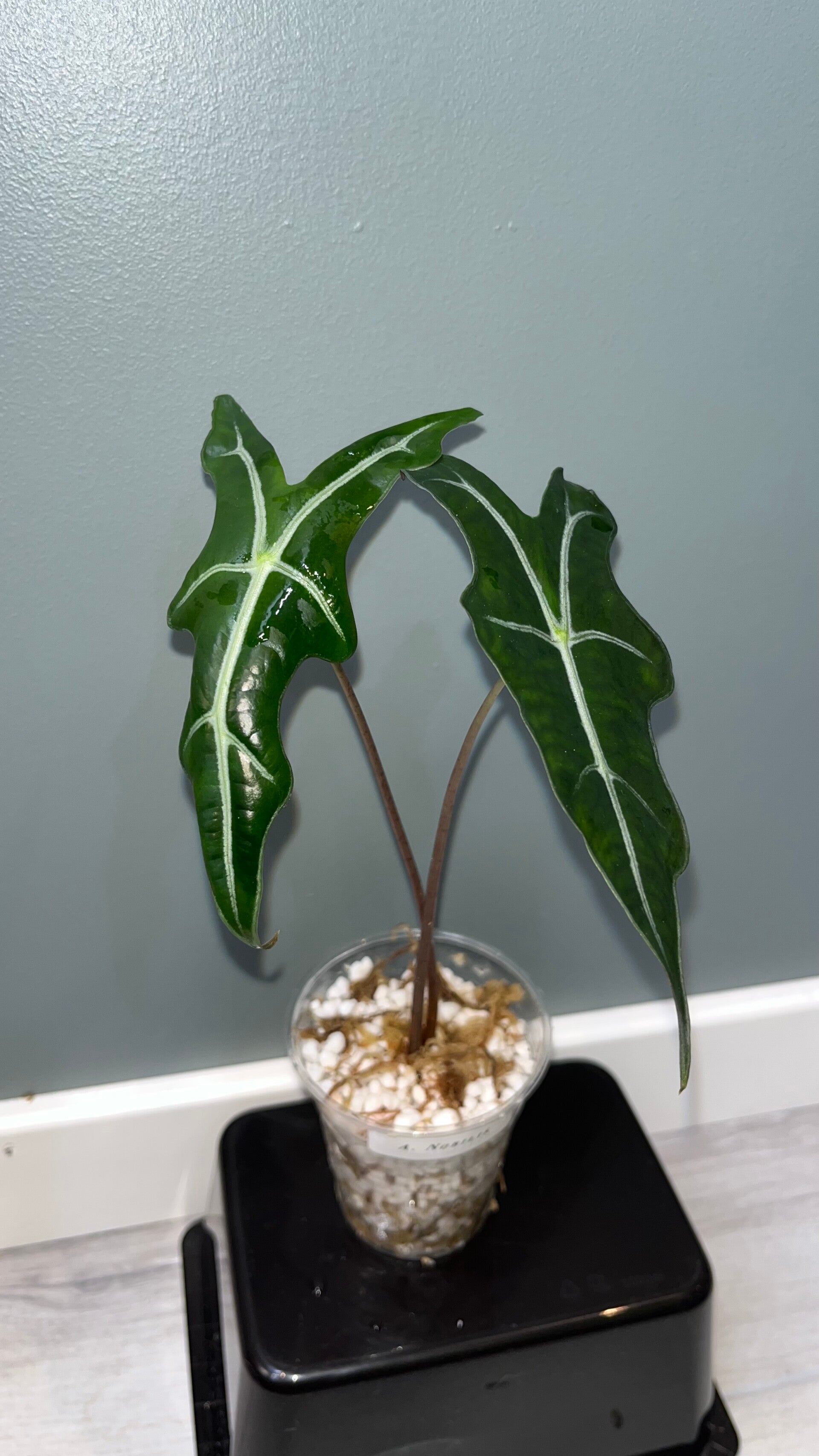 Alocasia Nobilis