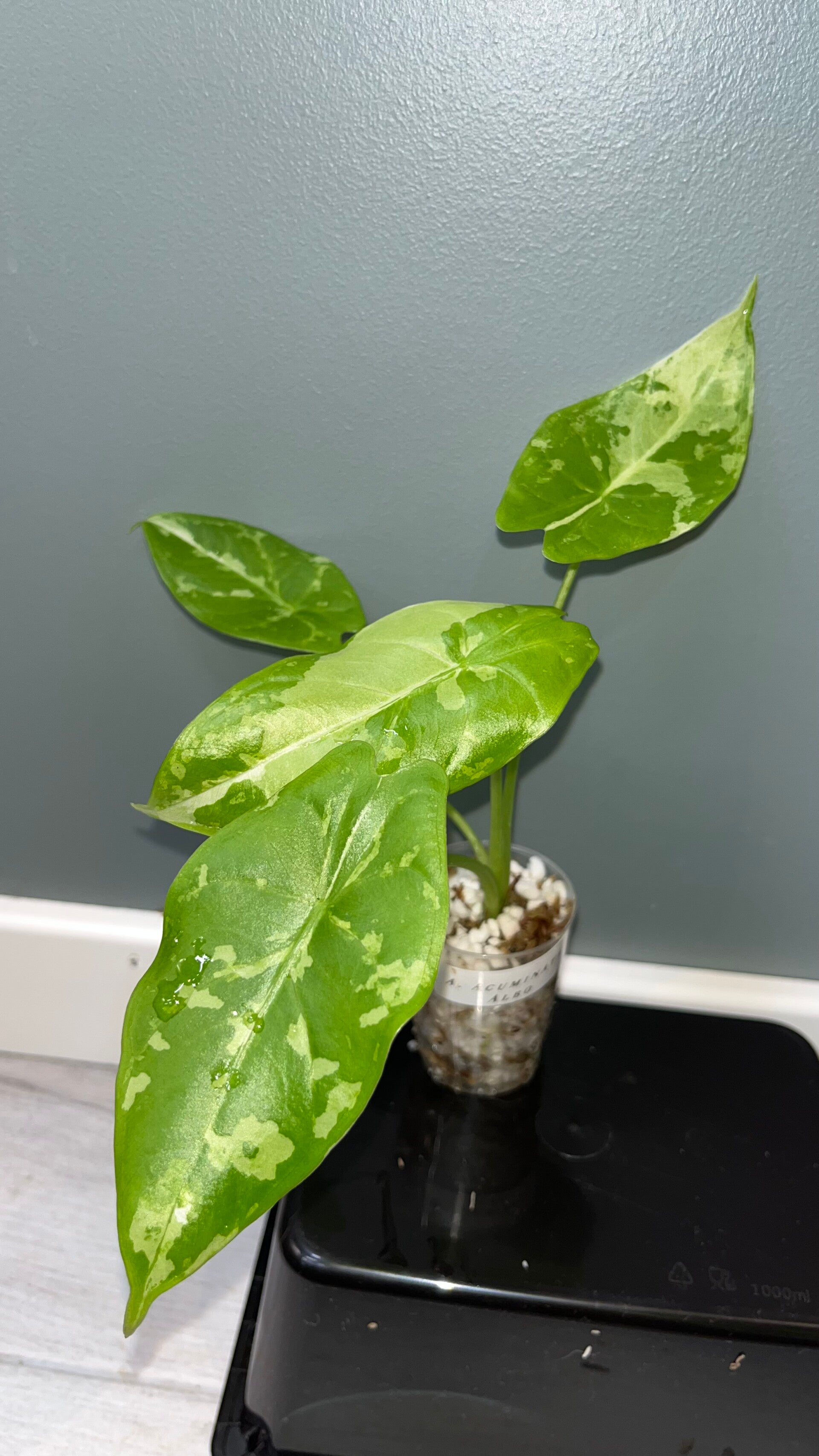 Alocasia Acuminata Albo