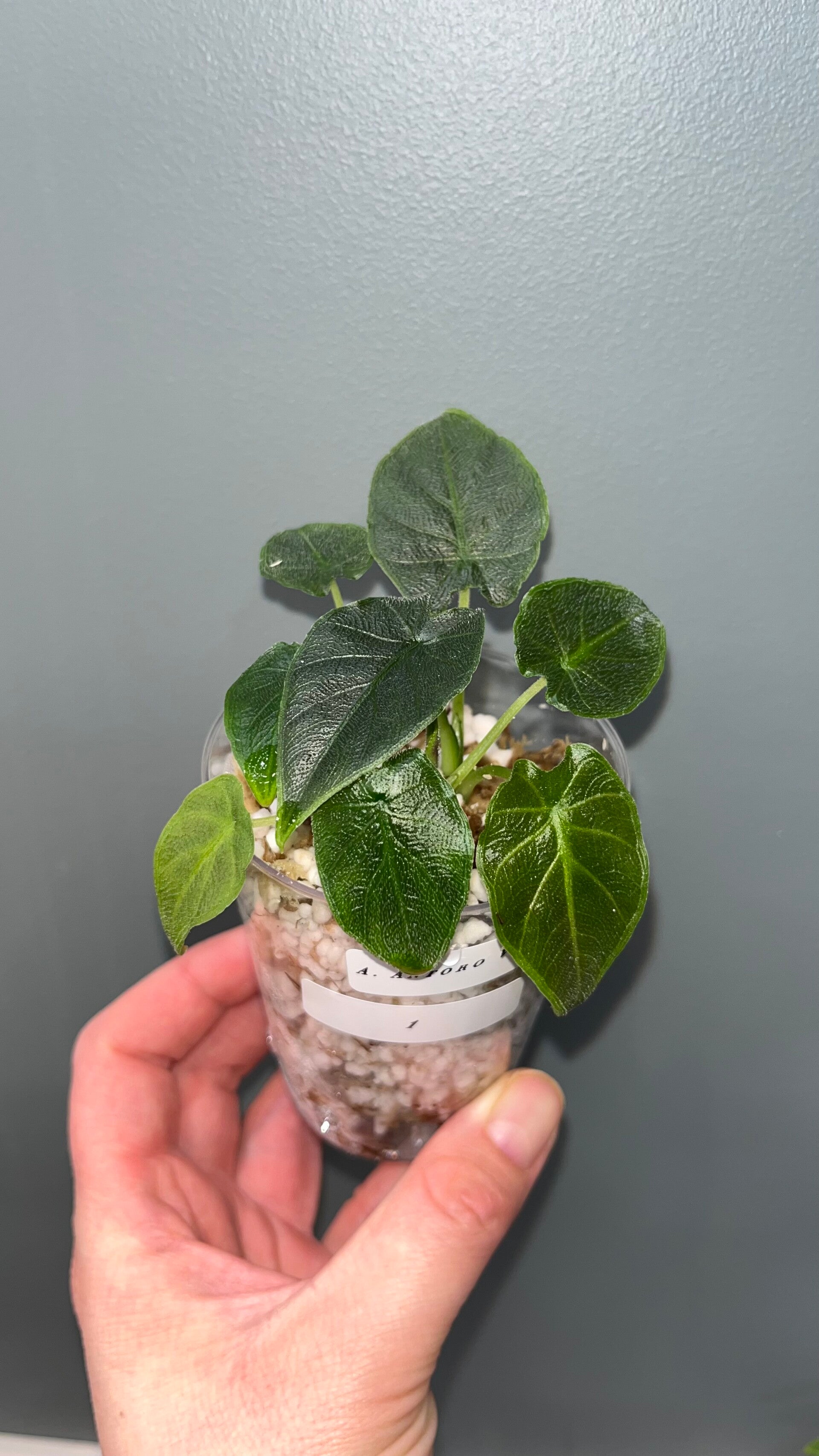 Alocasia Antoro Velvet