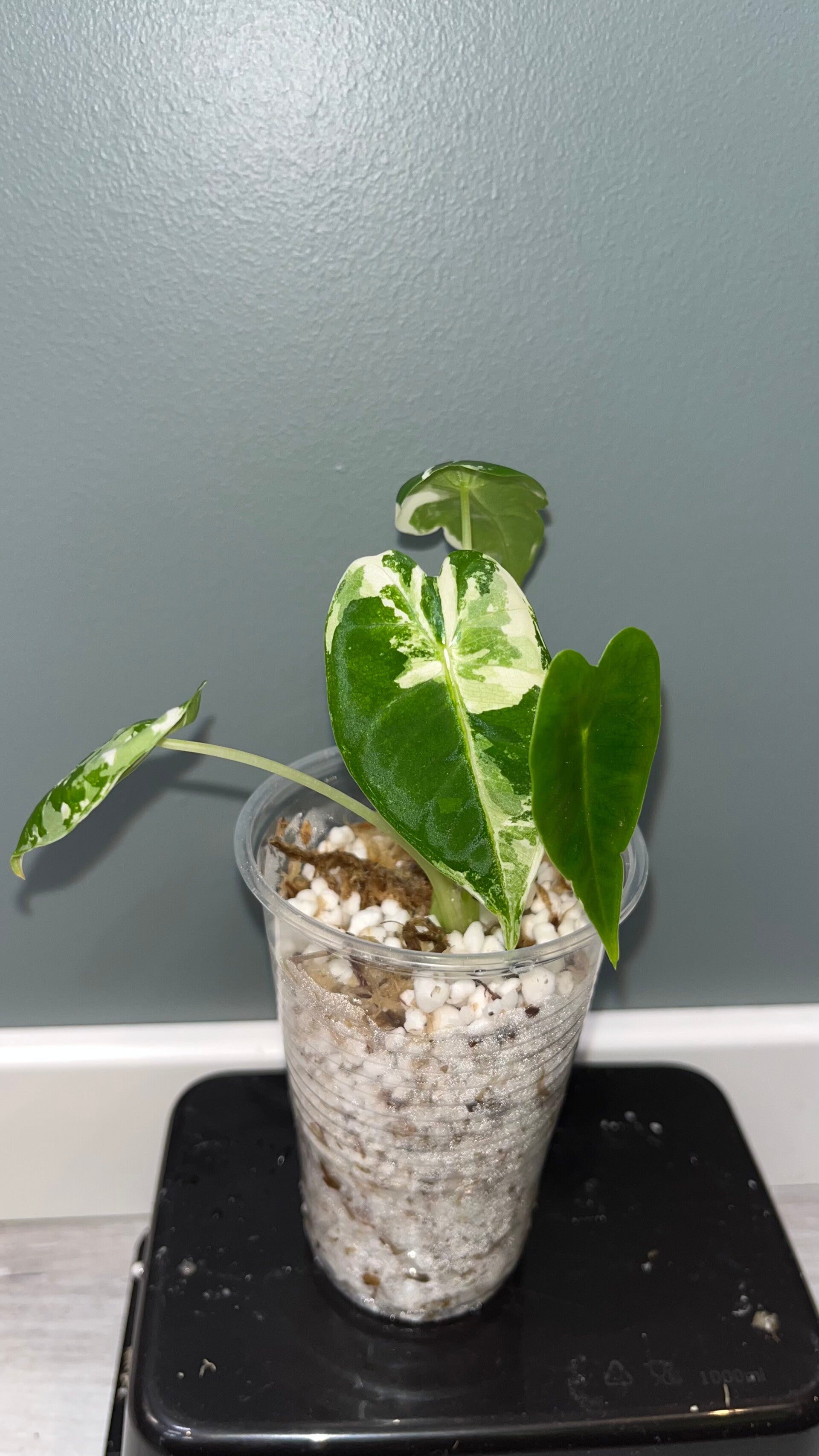Alocasia Frydek Variegata