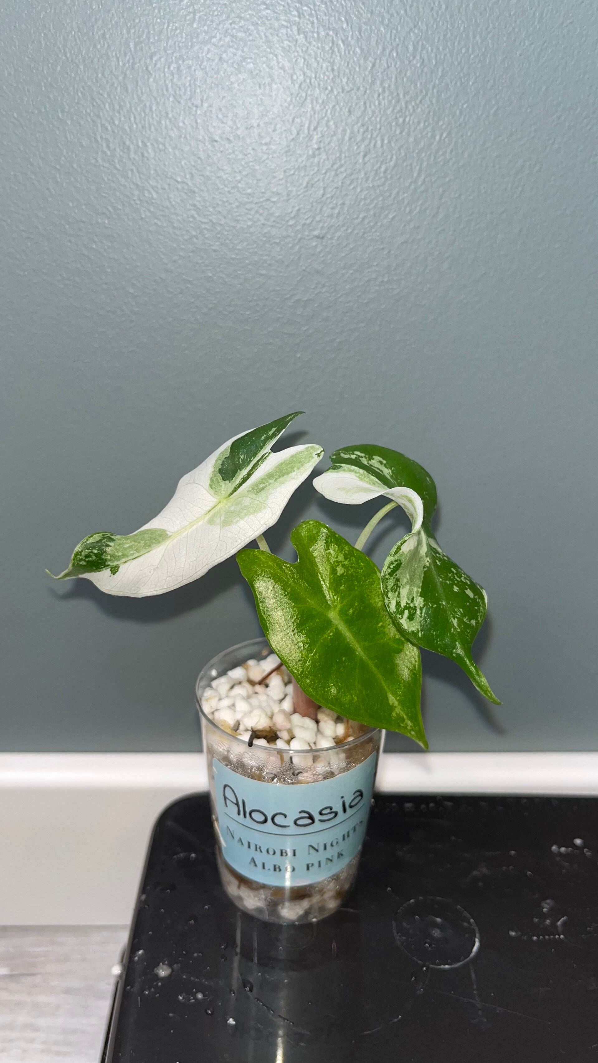 Alocasia Nairobi Nights Albo Pink