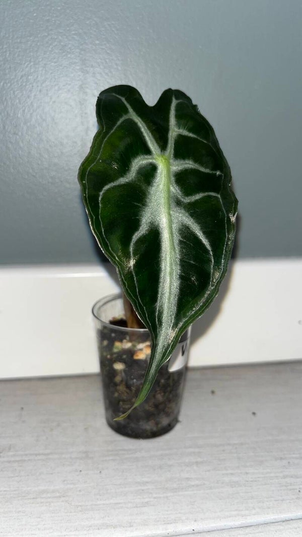 Alocasia Venom
