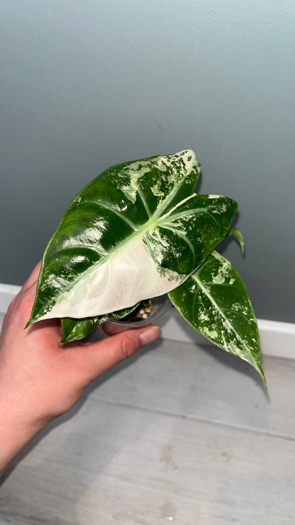 Alocasia Nairobi Nights albo pink
