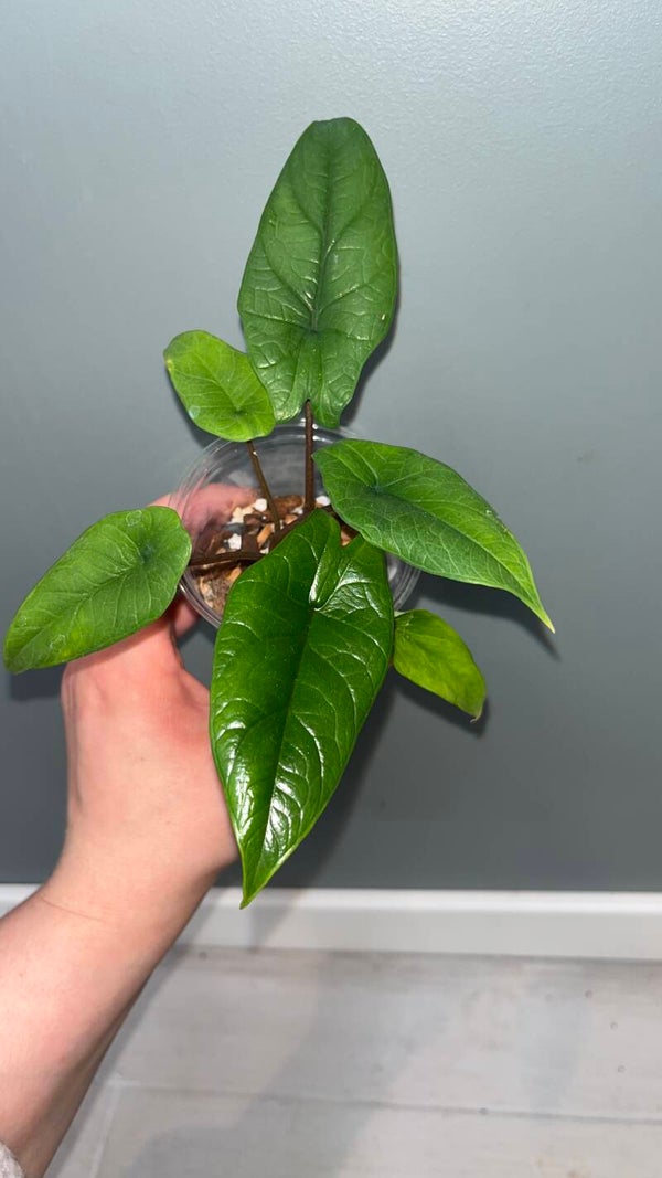 Alocasia Scalprum x2