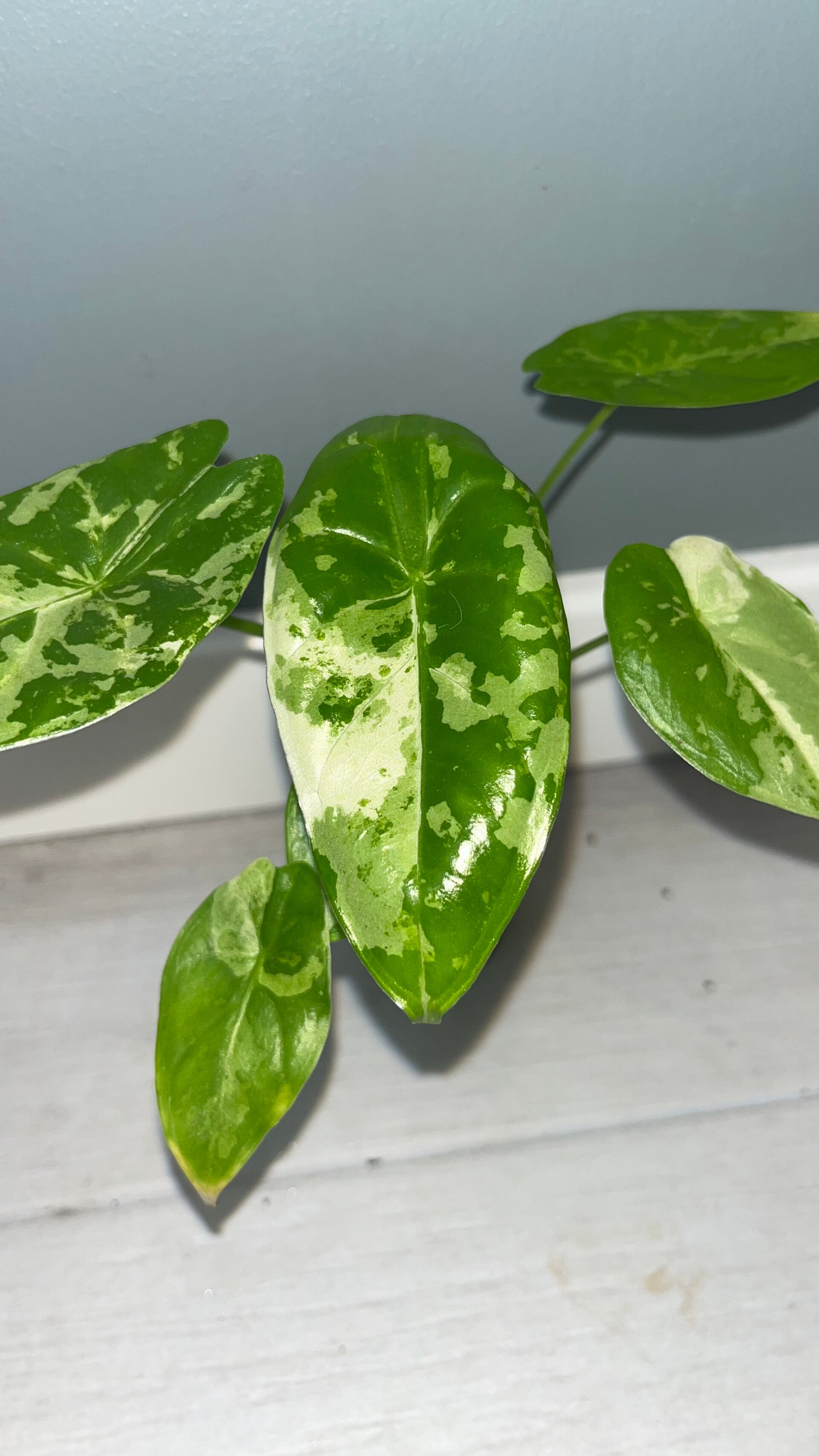 Alocasia Acuminata Albo #2