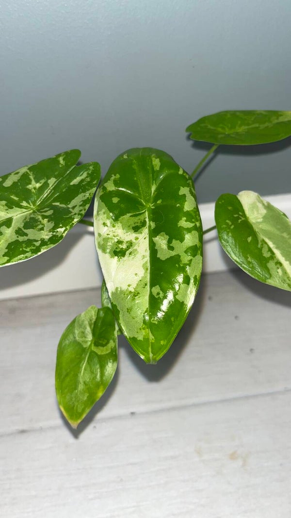 Alocasia Acuminata Albo #2