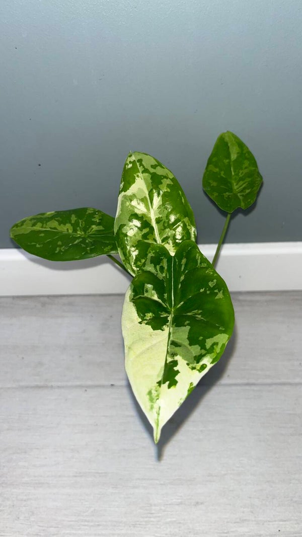Alocasia Acuminata Albo #1