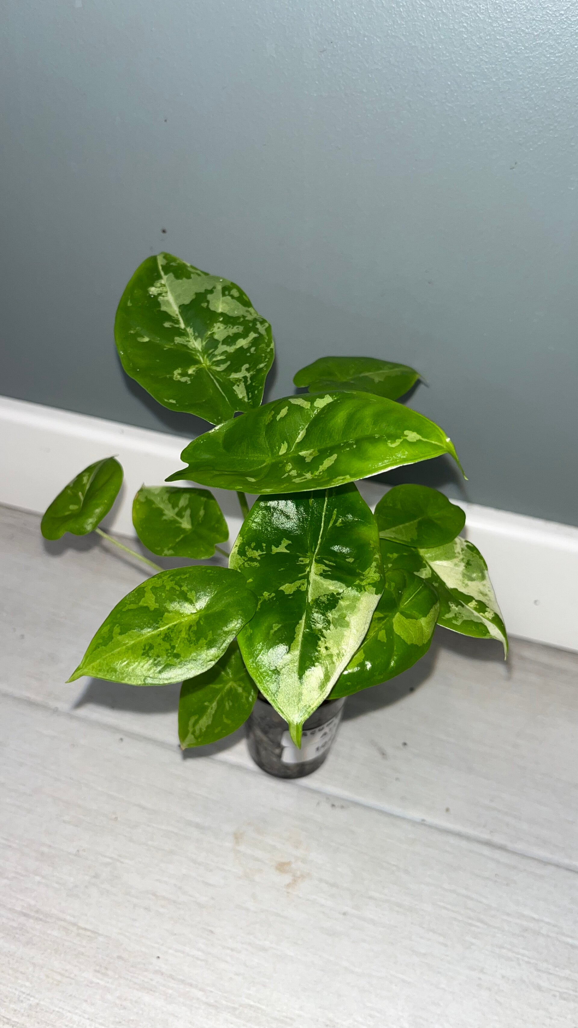Alocasia Acuminata Albo #3