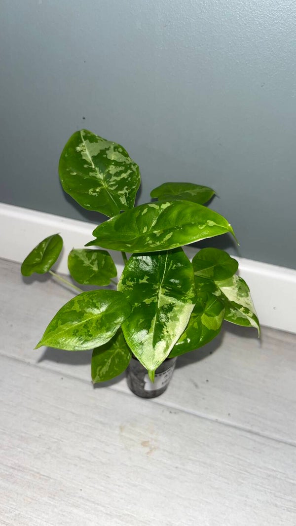 Alocasia Acuminata Albo #3