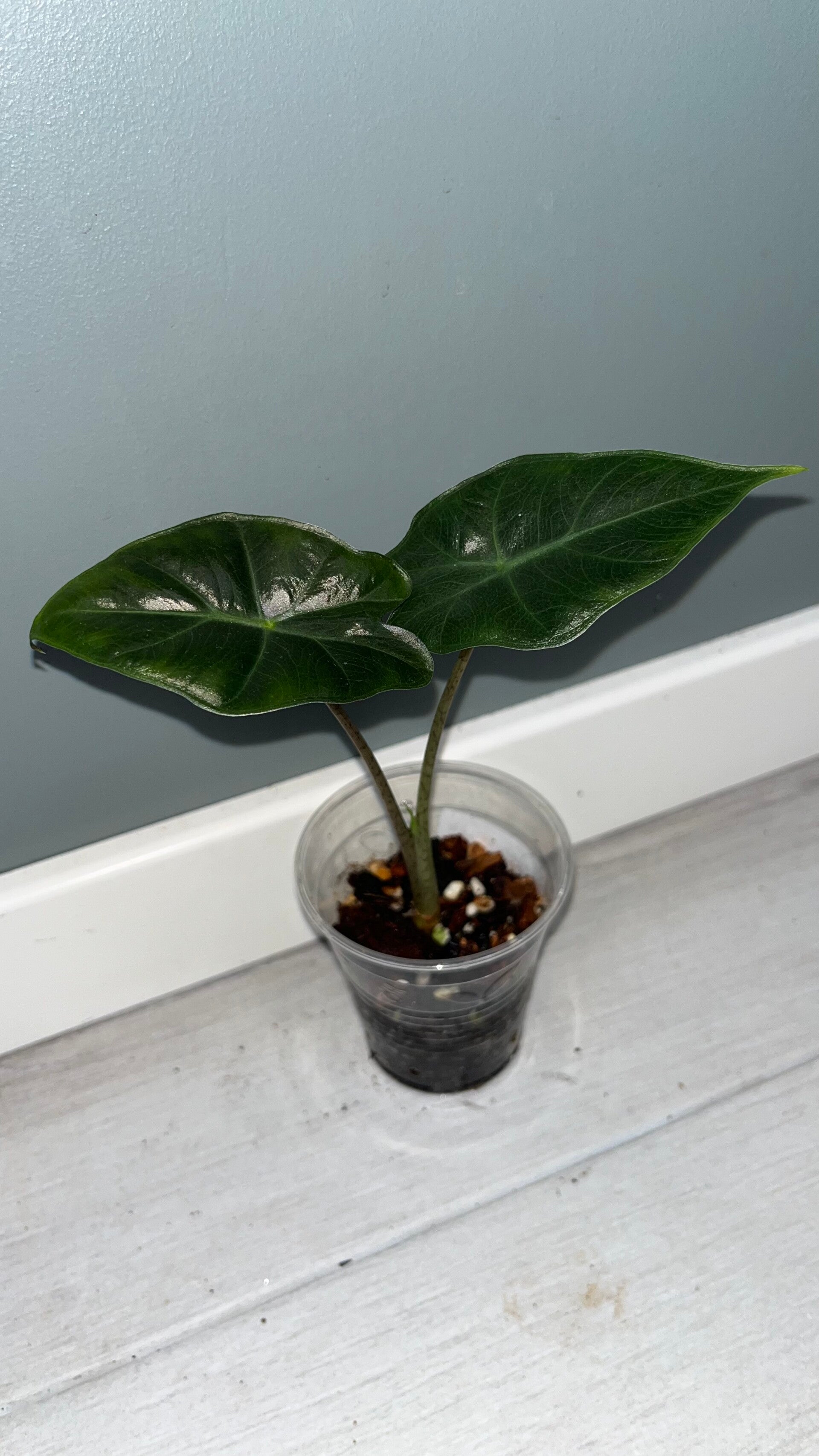 Alocasia Mayan Mask