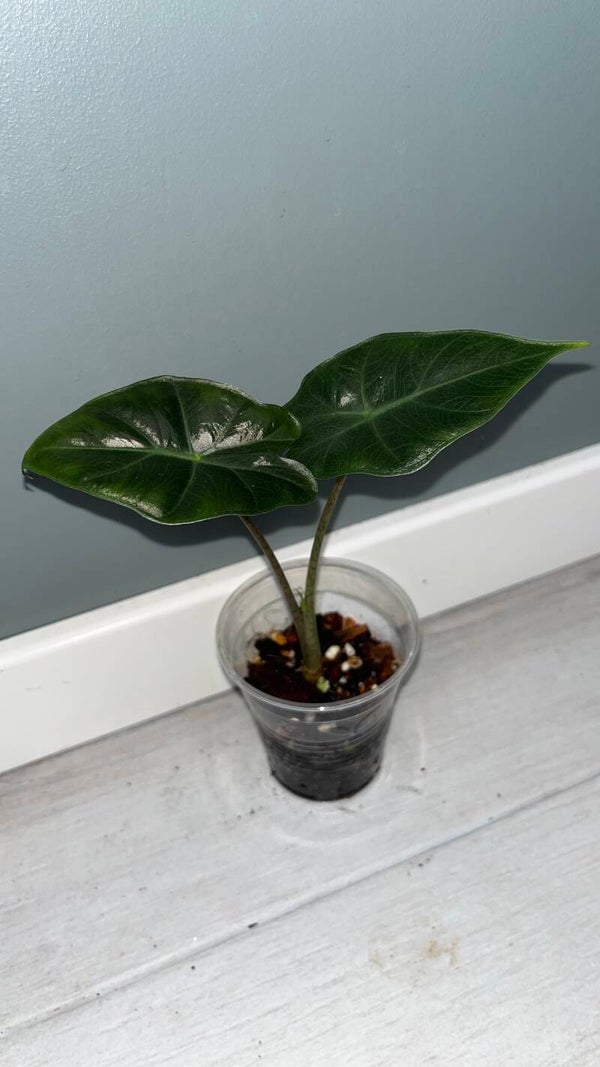 Alocasia Mayan Mask