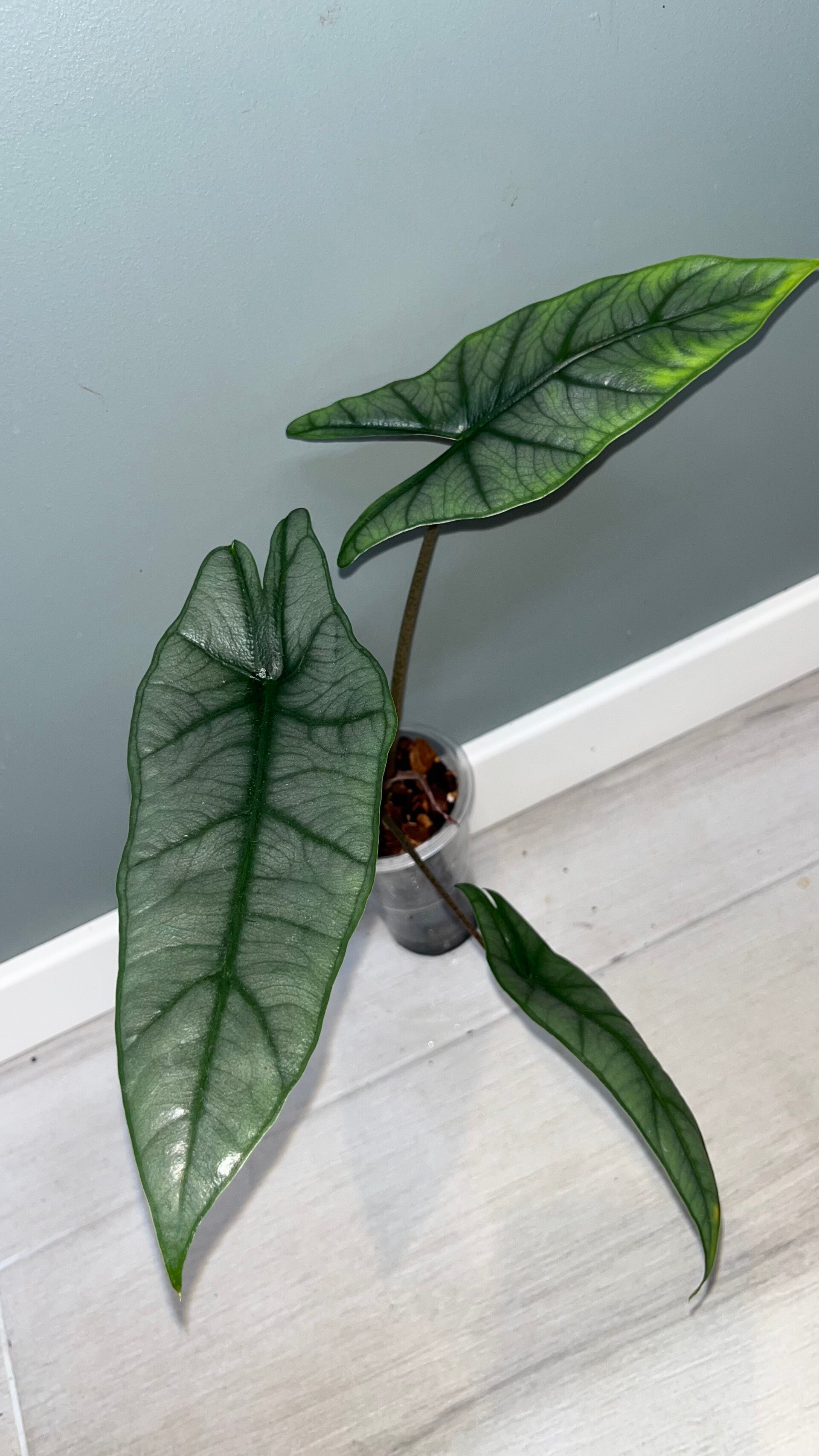 Alocasia Dragons Breath