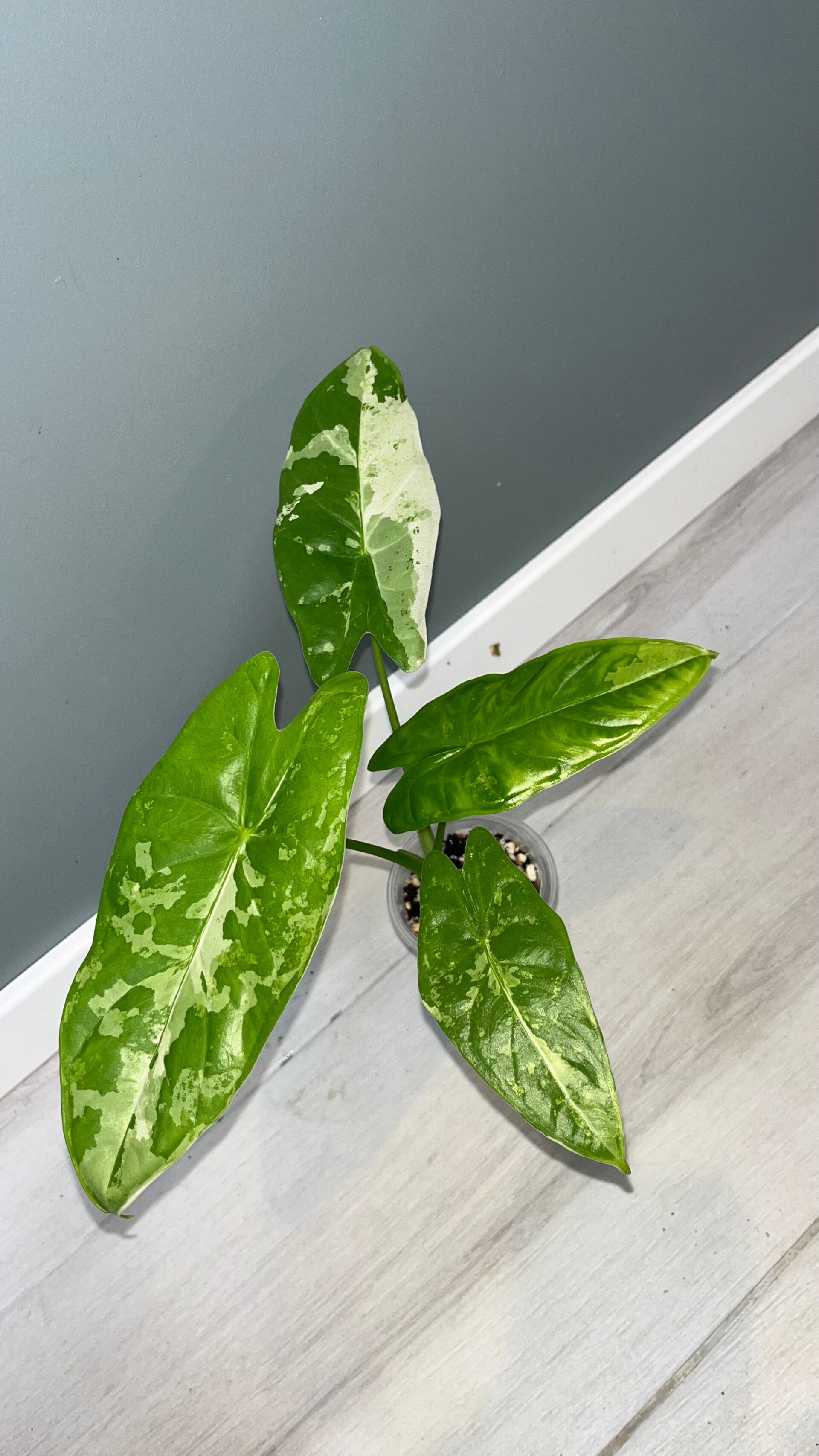 Alocasia Acuminata Albo #5