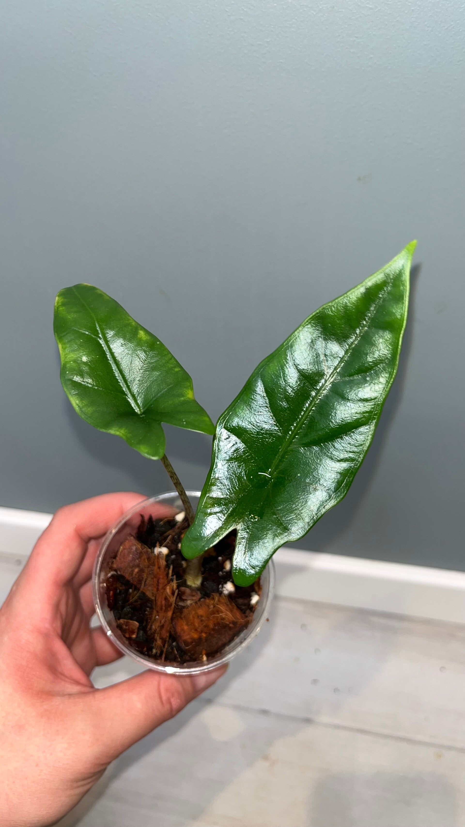 Alocasia Dragons Breath