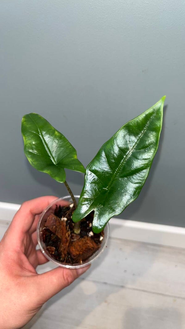 Alocasia Dragons Breath