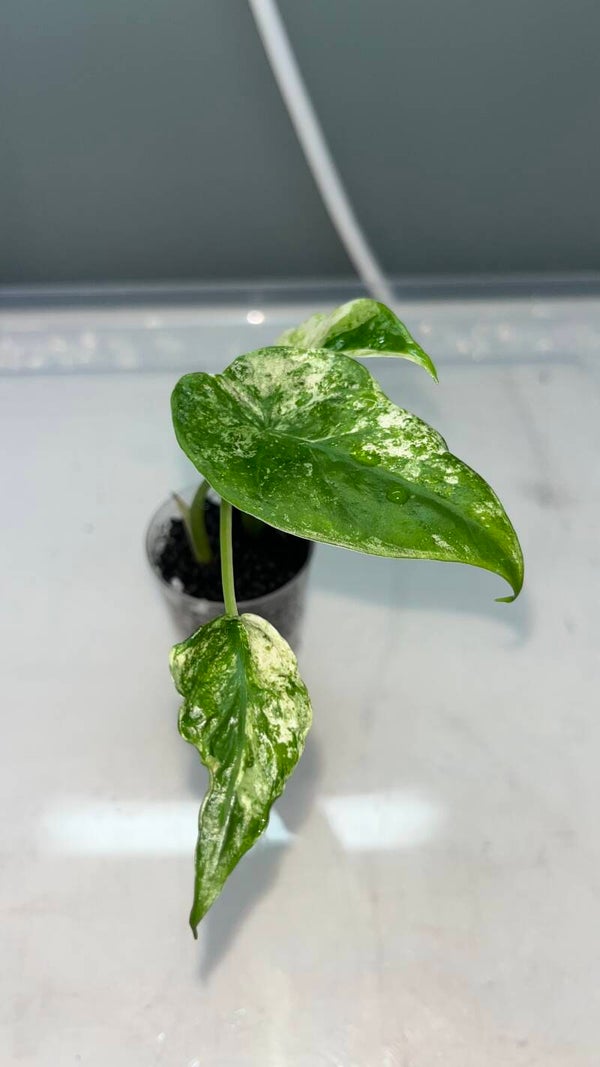 Alocasia Odora Variegata Batik #1