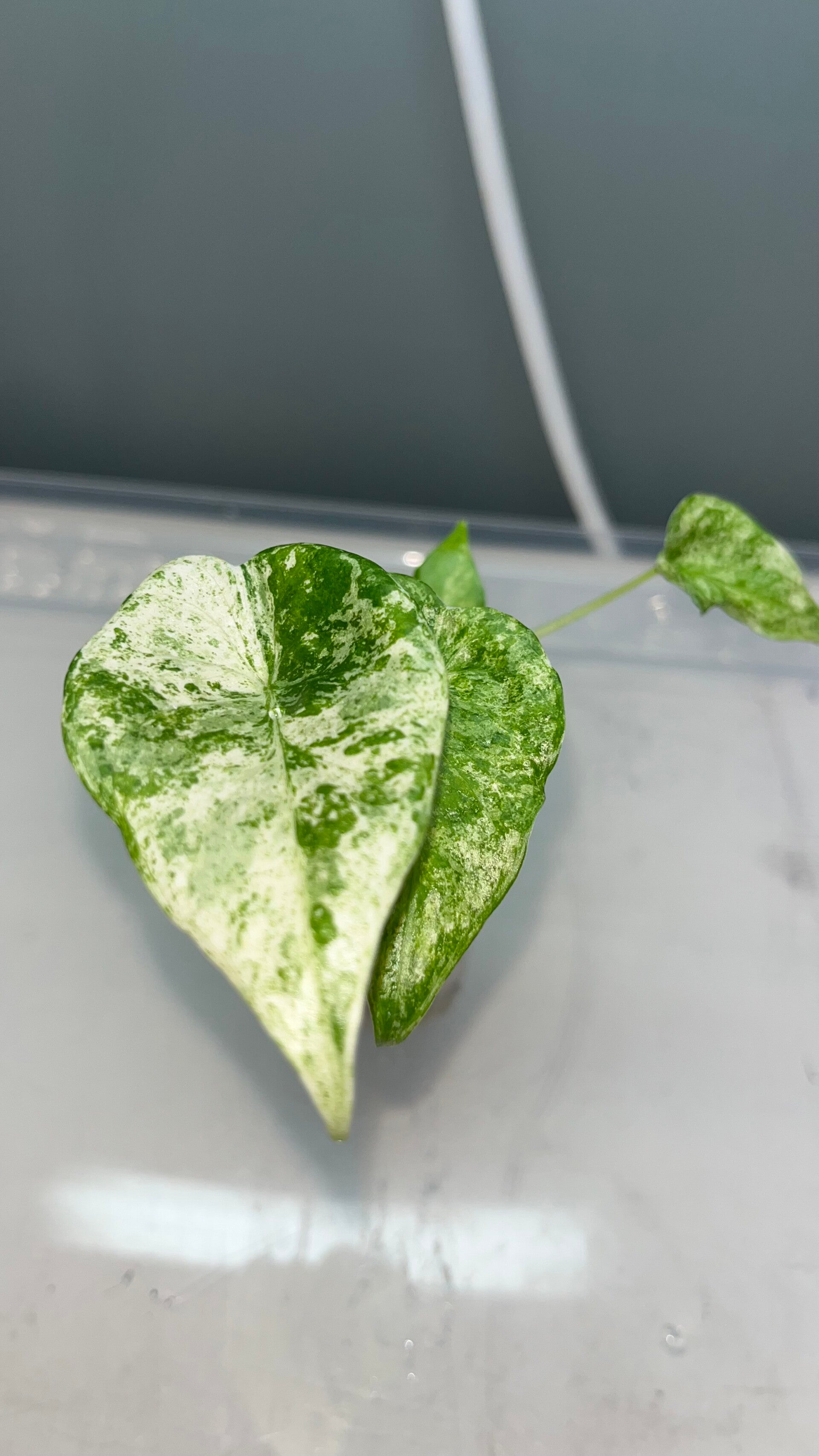 Alocasia Odora Variegata Batik #2