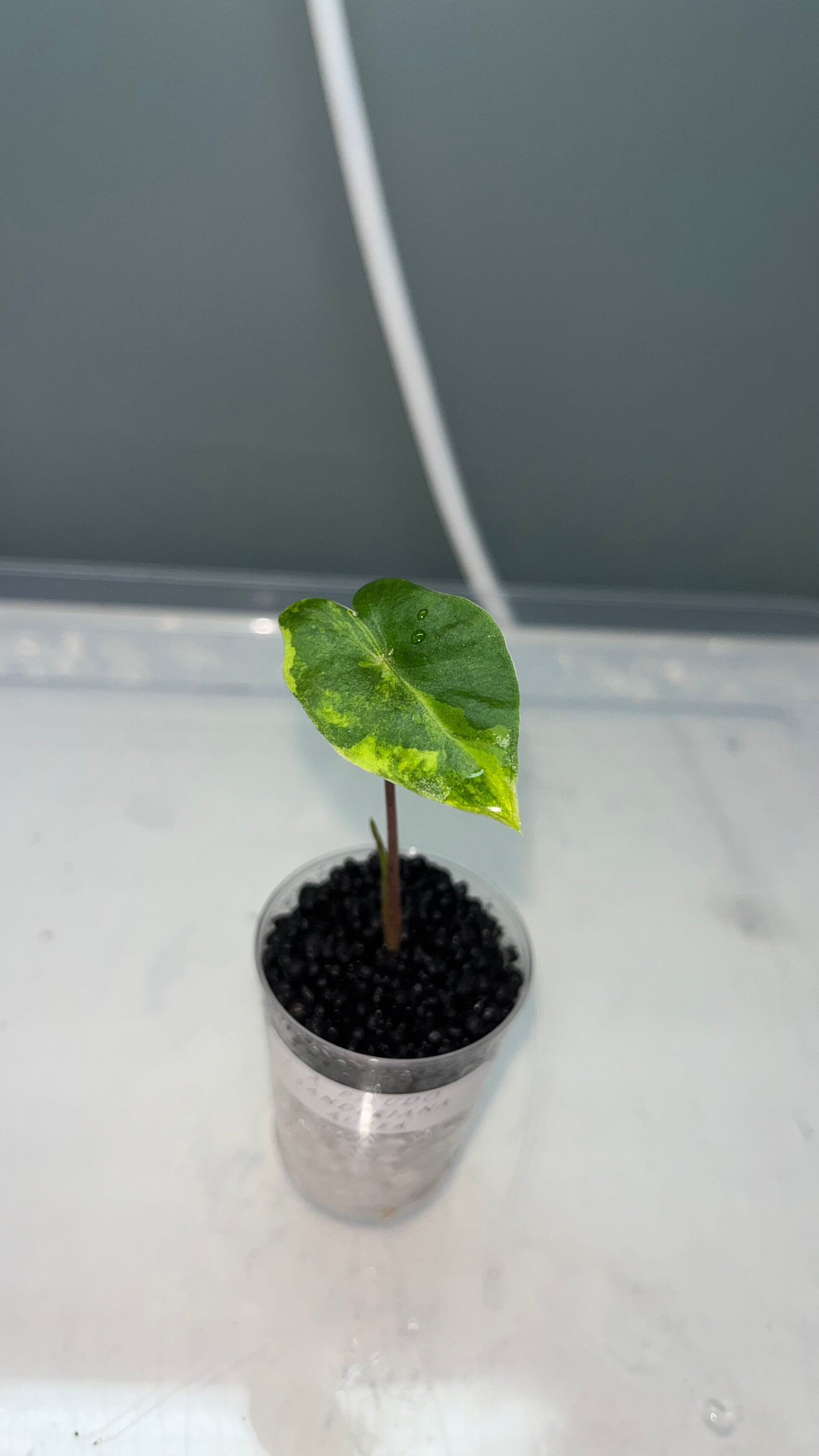 Alocasia Pseudo Sanderiana Aurea