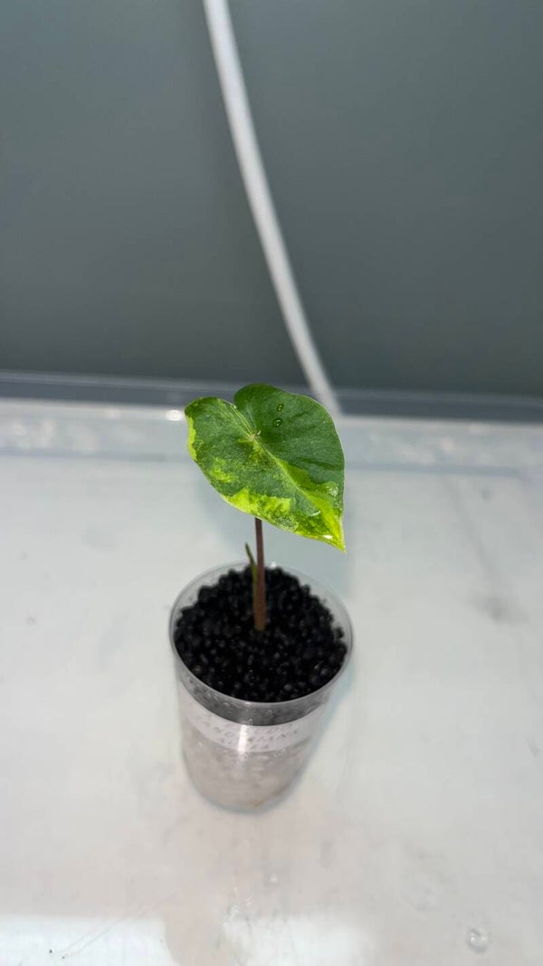 Alocasia Pseudo Sanderiana Aurea
