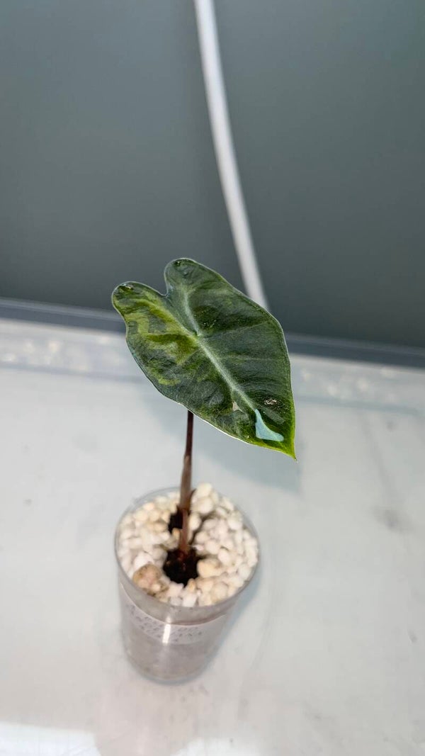 Alocasia Pseudo Sanderiana Aurea + knoll