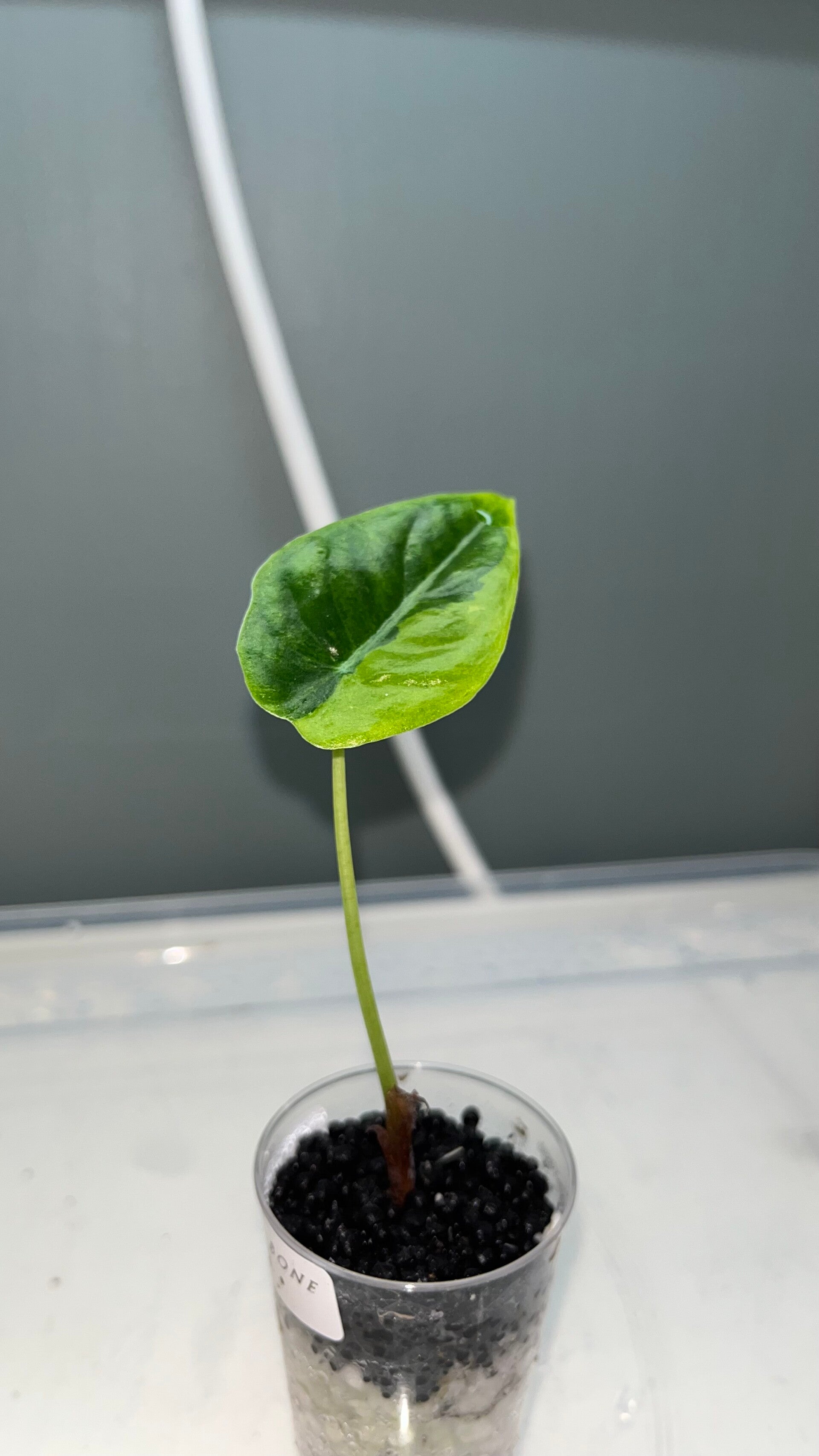 Alocasia Golden Bone Aurea