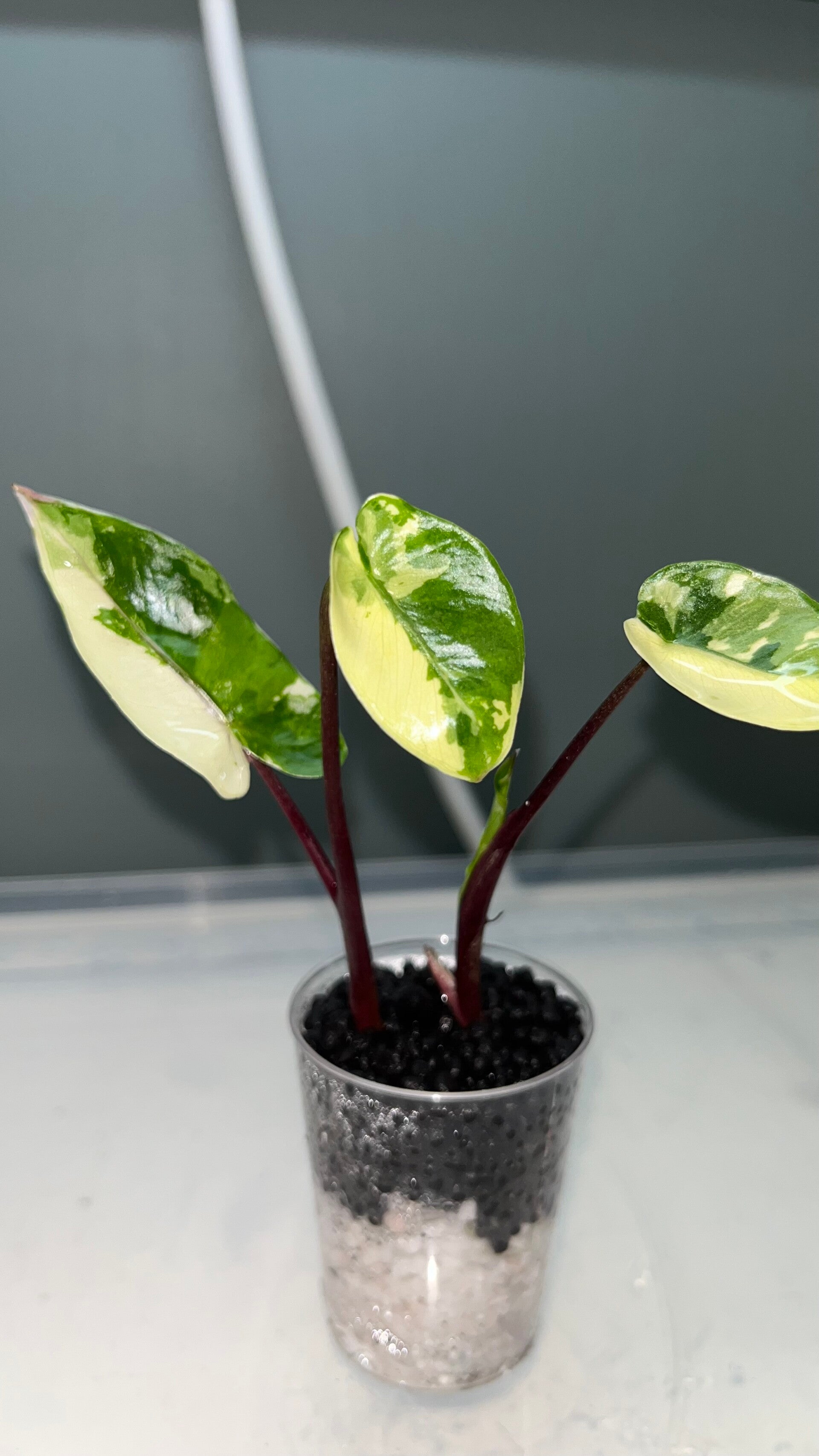 Alocasia Macrorrhhiza Black Stem Albo x2