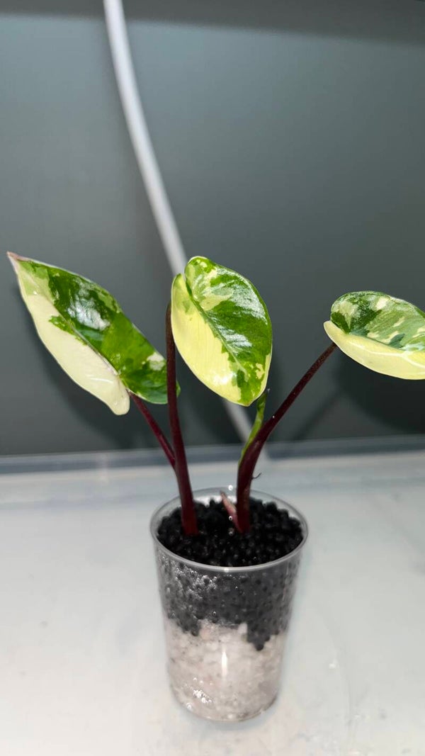 Alocasia Macrorrhhiza Black Stem Albo x2