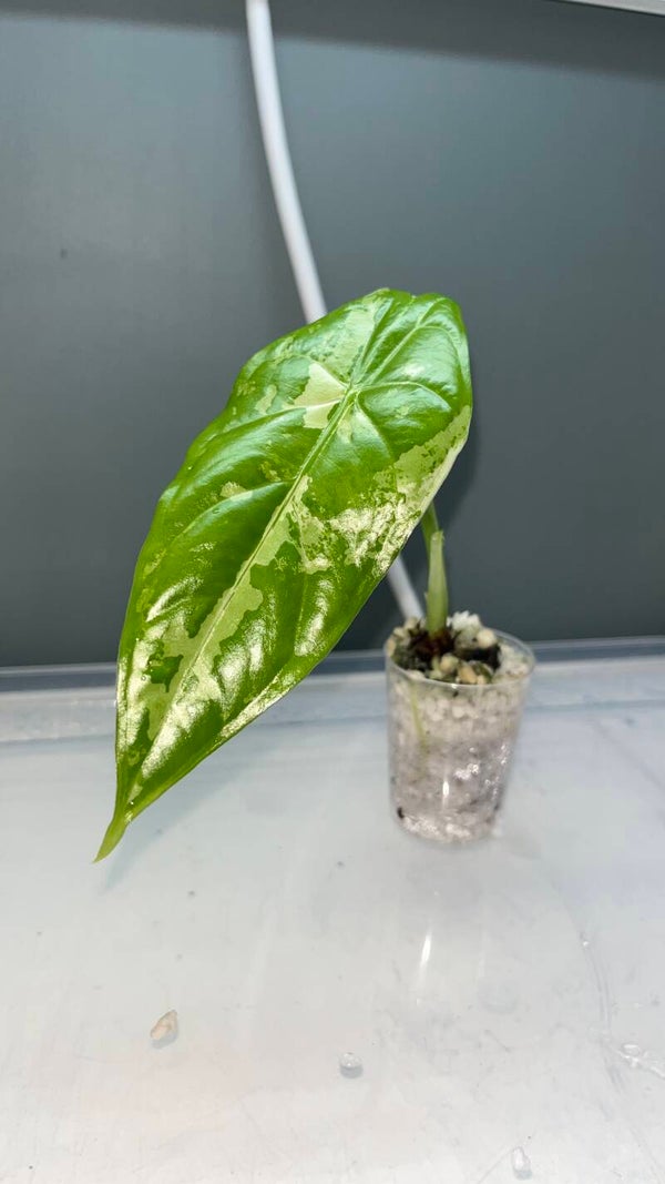 Alocasia Acuminata Albo #4