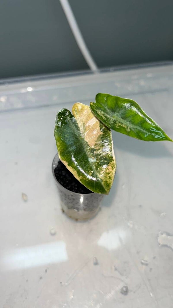 Alocasia Pseudo Sanderiana Aurea X2