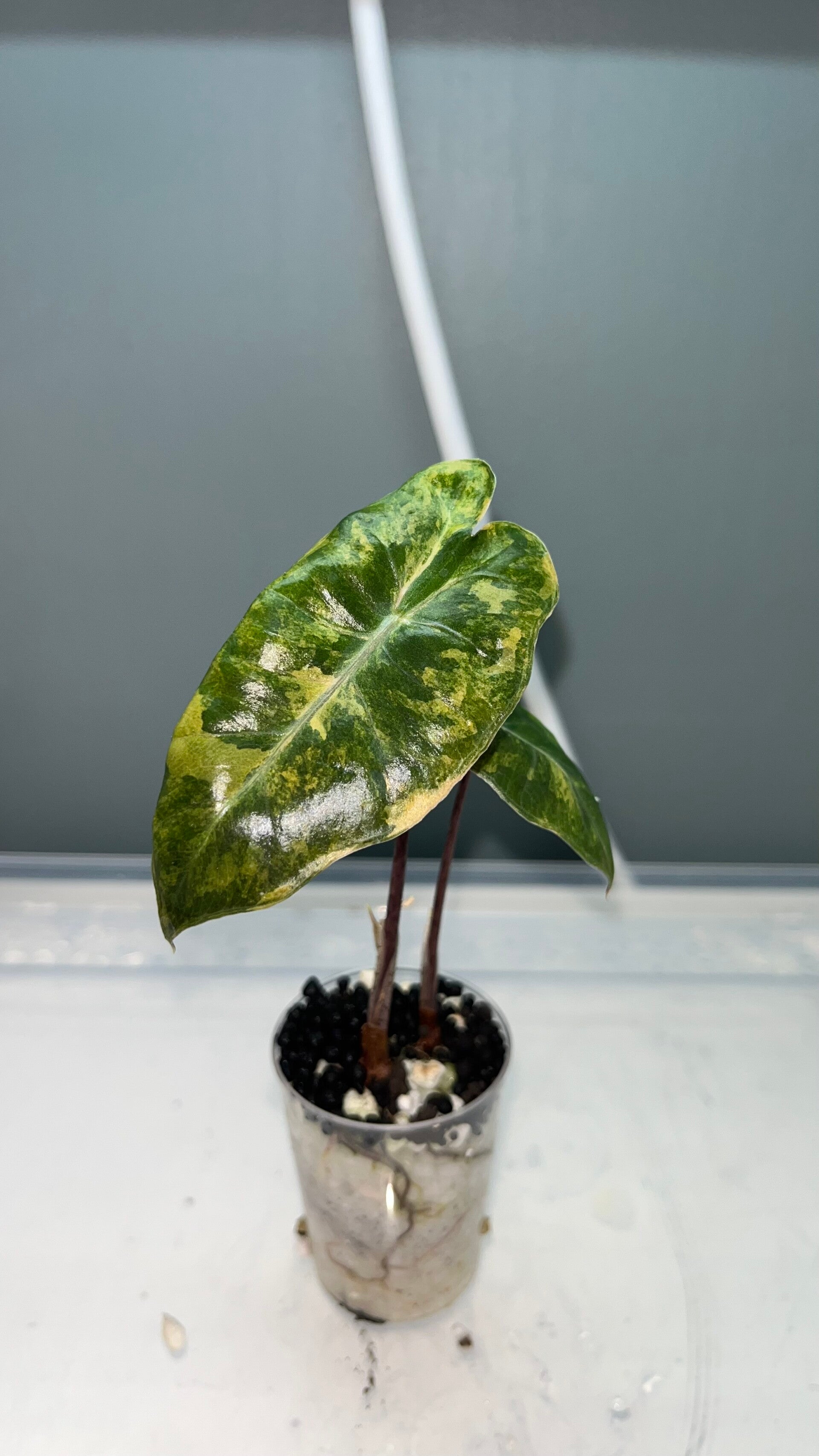 Alocasia Pseudo Sanderiana Aurea X2