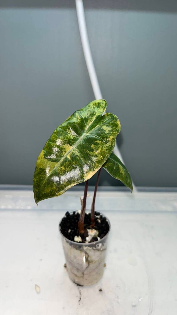 Alocasia Pseudo Sanderiana Aurea X2