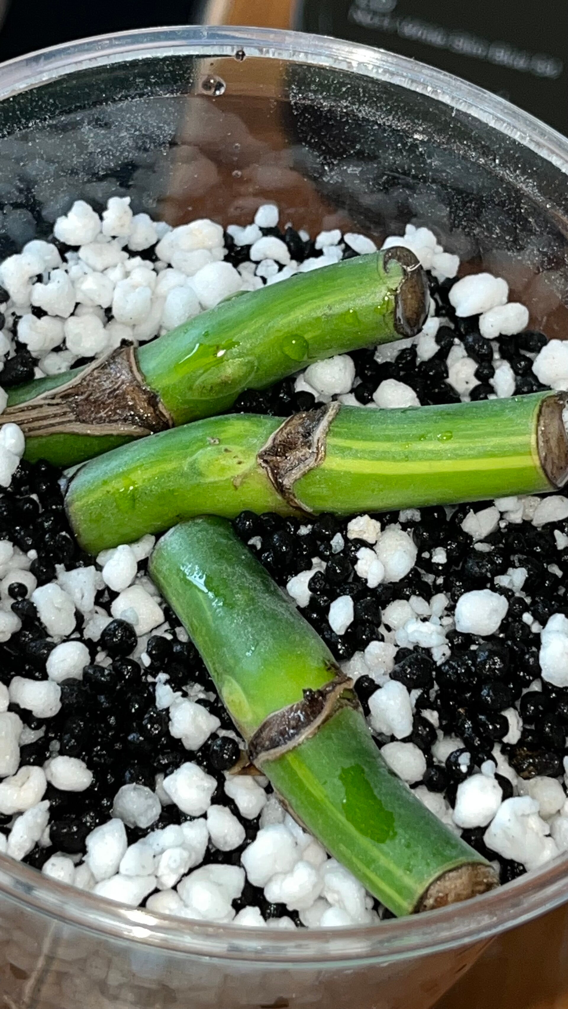 Monstera Marmorata Aurea Variegata wetsticks med luftrot