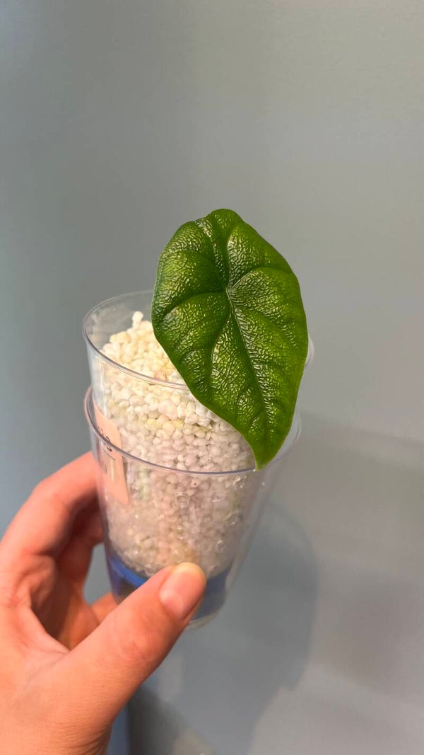 Alocasia Melo