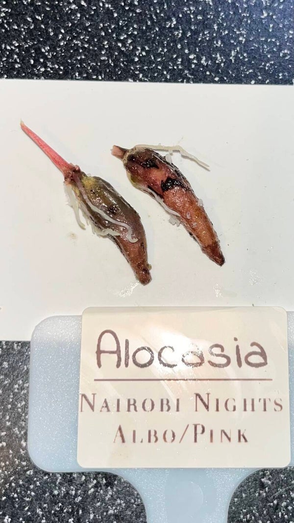 Alocasia Nairobi Nights Albo/Pink