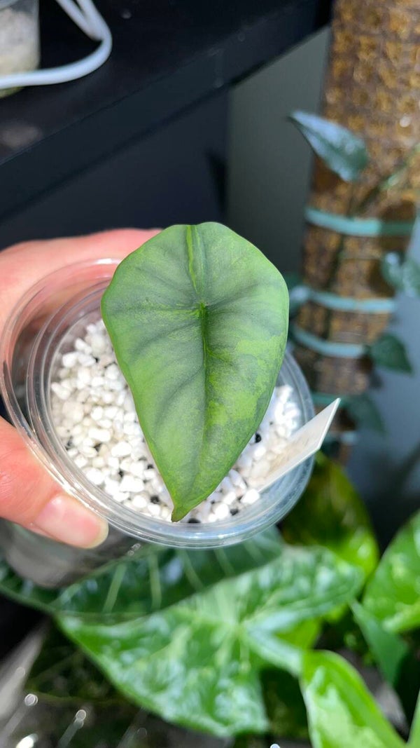 Alocasia Nebula Aurea (stemcut)