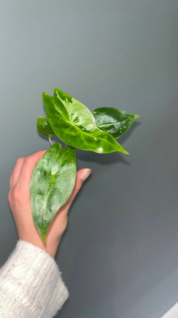 Alocasia Longiloba Albo
