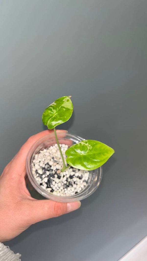 Alocasia Acuminata Albo