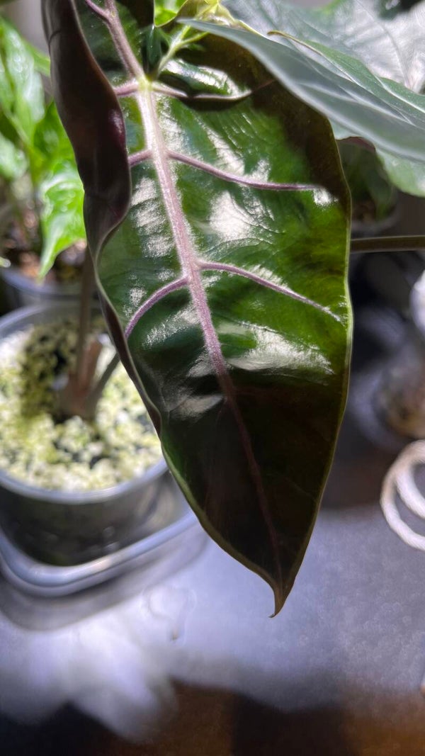 Alocasia longiloba ‘Purple Veins’