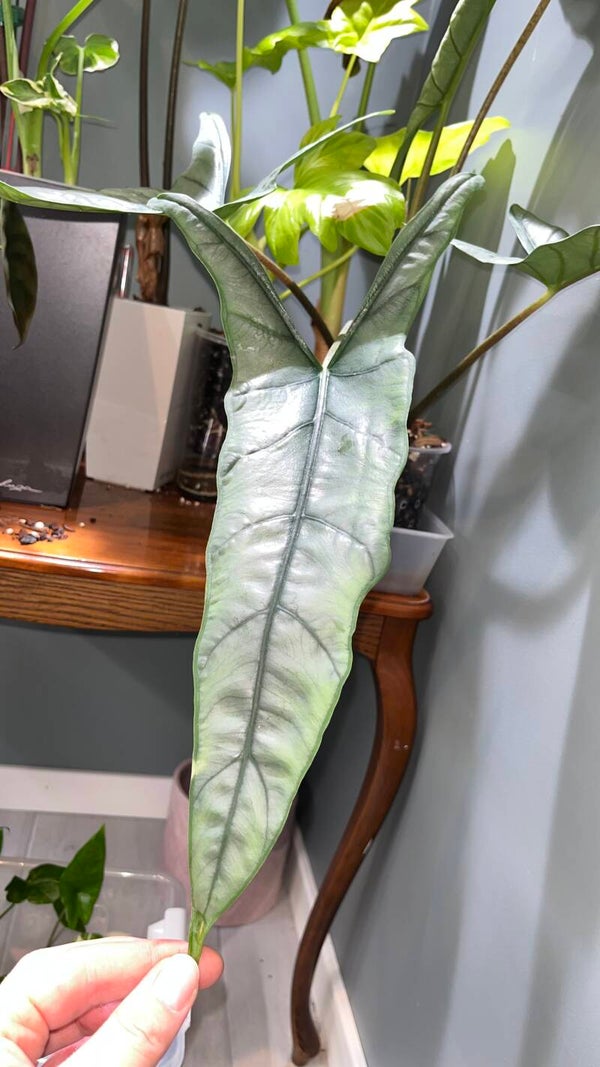 Alocasia Dragon’s Breath