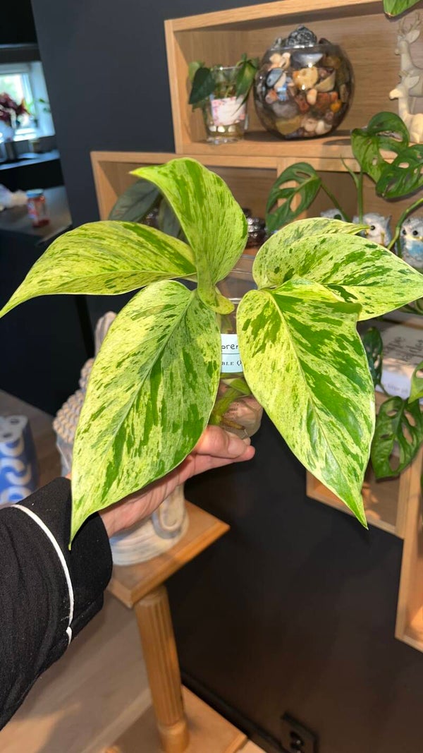 Epipremnum ‘Marble Queen’ – stiklinger med røtter 3pk