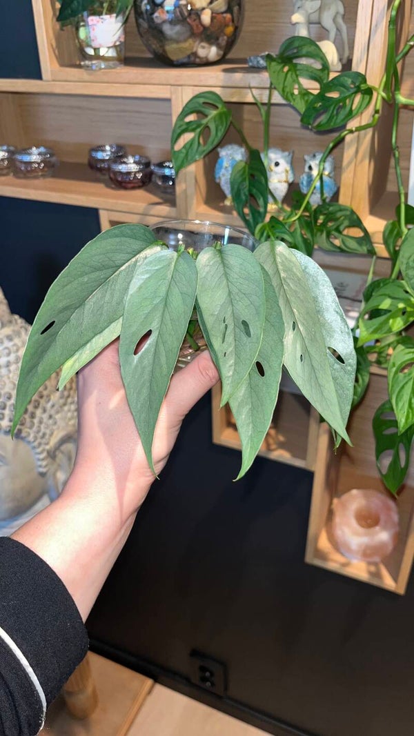 Epipremnum ‘Cebu Blue’ – stiklinger under roting 3pk
