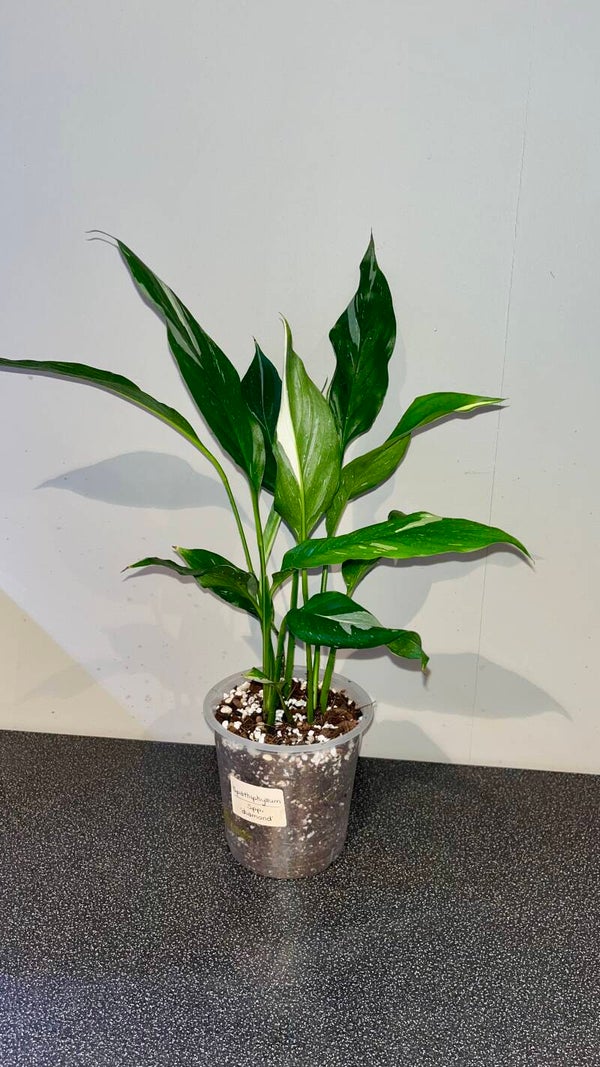 Spathiphyllum spp. ´Diamond`
