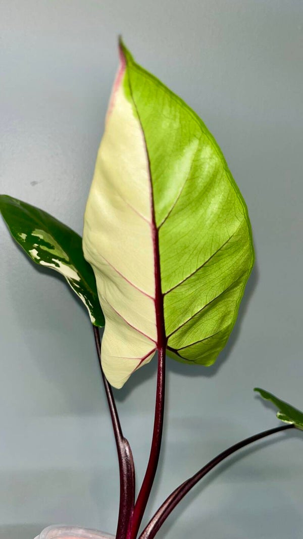 Alocasia Macrorrhiza Black Stem Albo